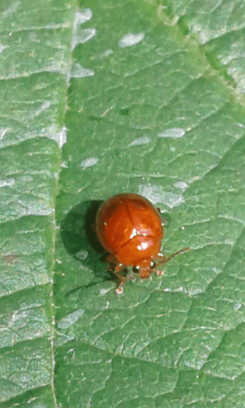 Sphaeroderma sp., Chrysomelidae? S.
